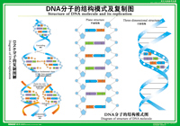教学挂图