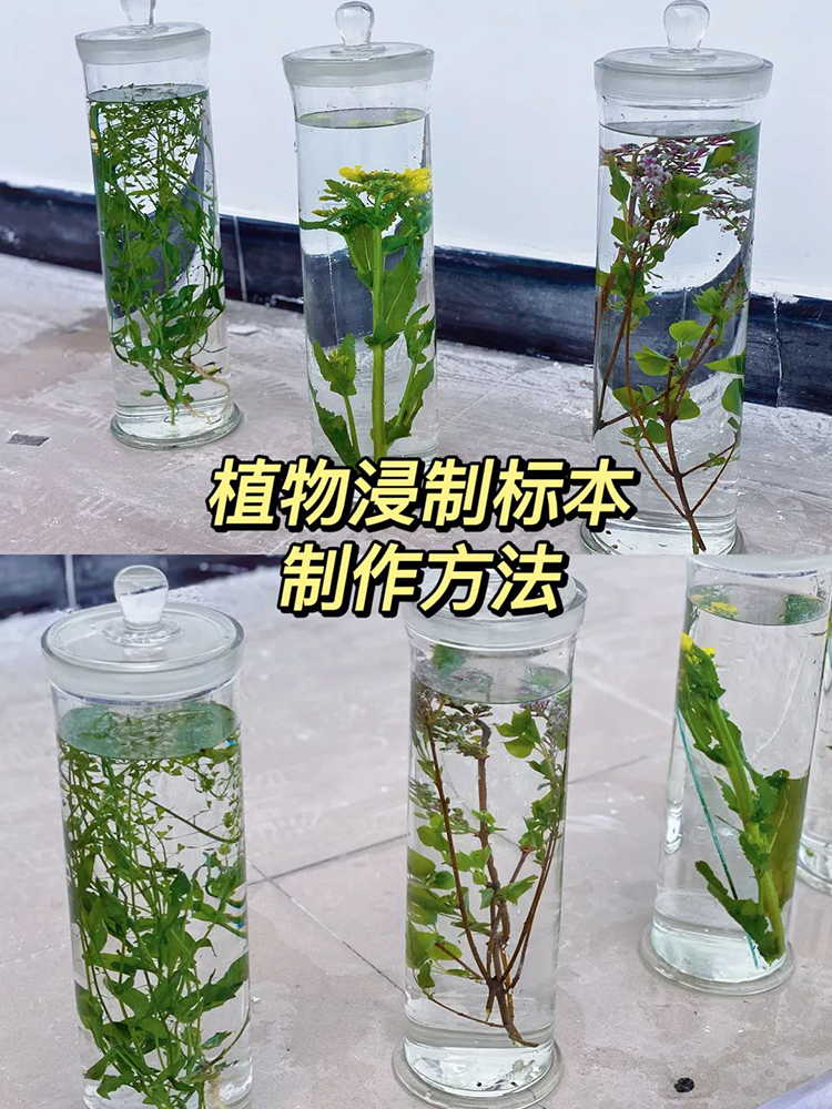 植物浸制标本