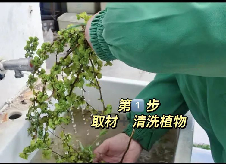 植物浸制标本