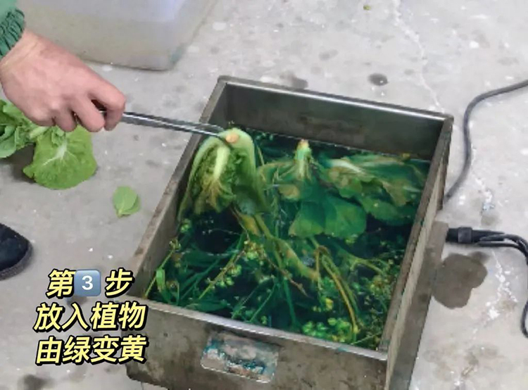 植物浸制标本