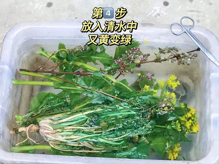 植物浸制标本