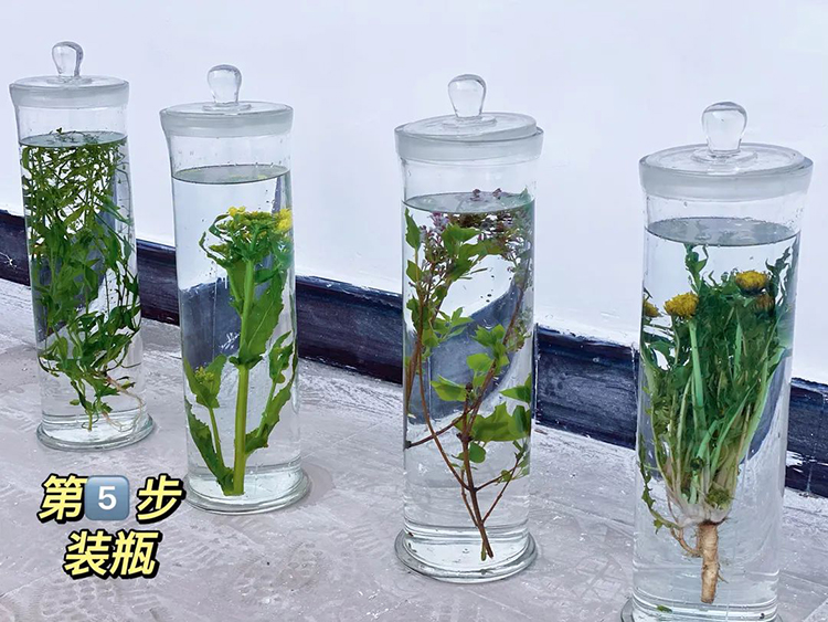 植物浸制标本