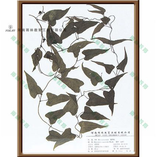 海南薯蓣标本