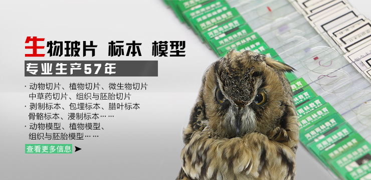 蝴蝶标本50种