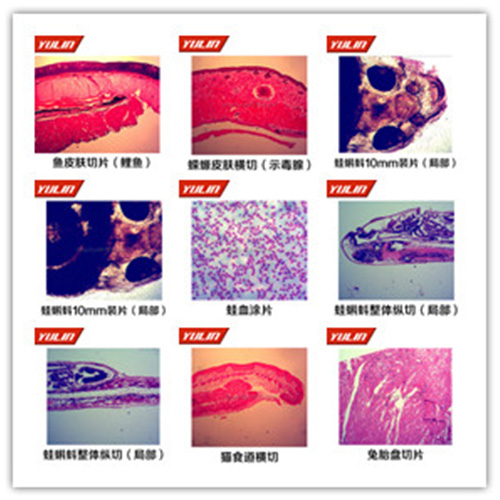 海南脊索动物门生物切片