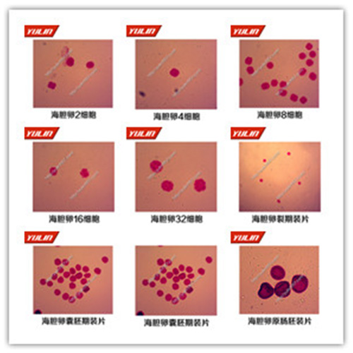 海南棘皮动物门生物切片