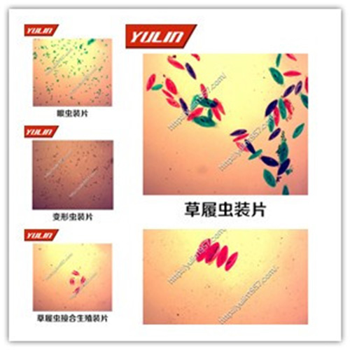 海南动物生物学原生动物门玻片