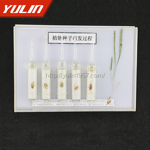 海南种子萌发标本