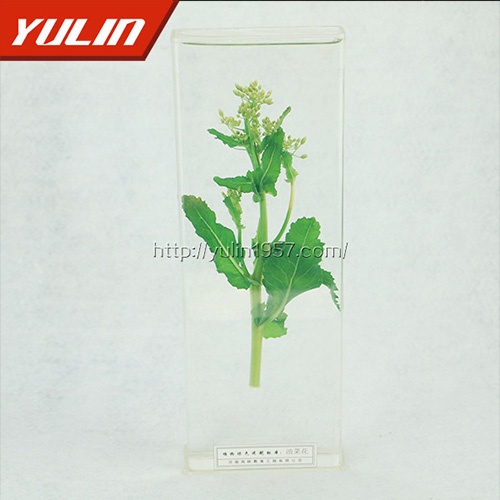 海南油菜花标本