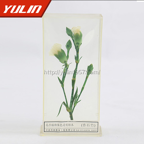 海南香石竹标本