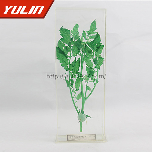 海南西红柿浸制标本