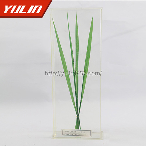 海南条形叶标本