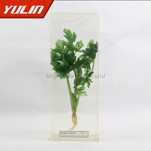 海南水晶草标本