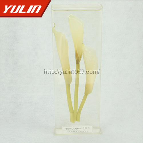 海南马蹄莲标本