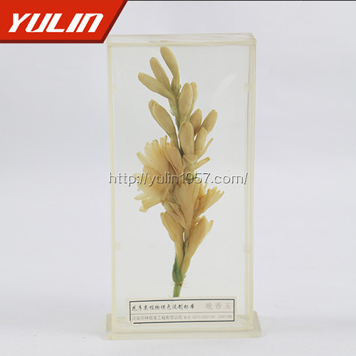 海南晚香玉标本