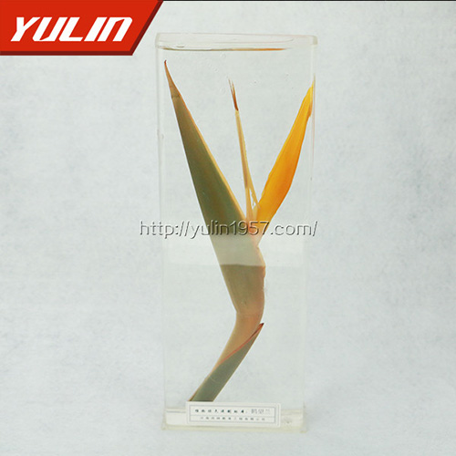 海南鹤望兰标本