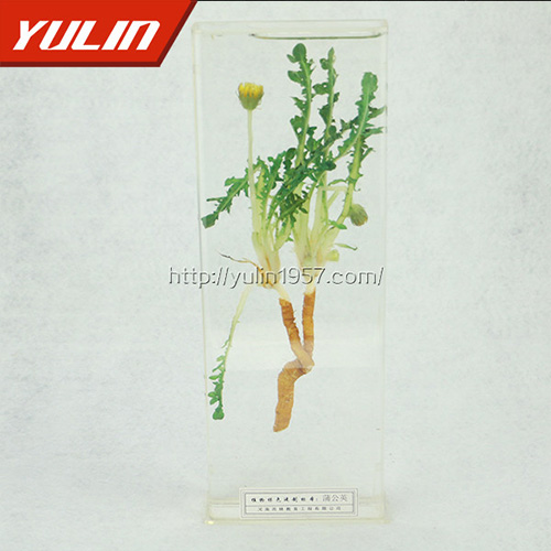 海南蒲公英标本