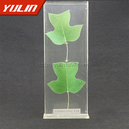 海南非洲菊标本