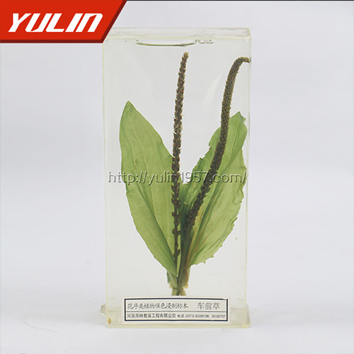 海南车前草标本