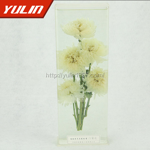 海南白菊花标本