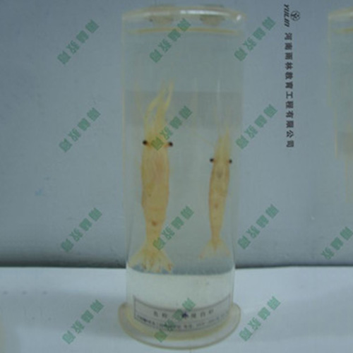 海南动物干制标本