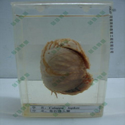 海南卷折馒头蟹标本