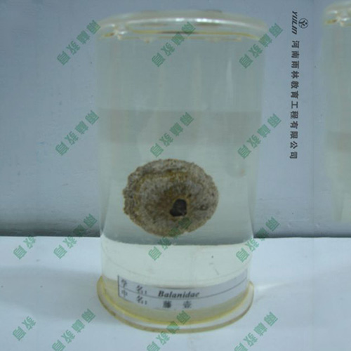 海南藤壶浸制标本