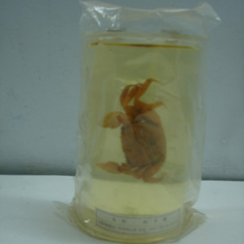 海南寄居蟹包埋标本