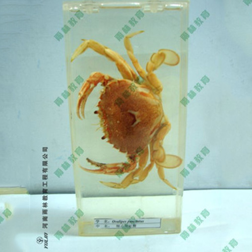 海南海蛰包埋标本