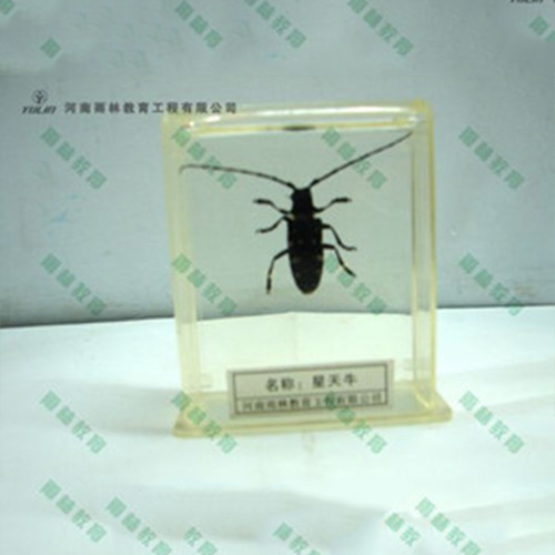 海南星天牛包埋标本