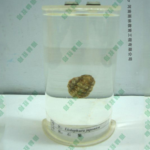 海南石鳖浸制标本