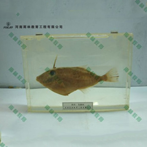 海南鱼解剖包埋标本