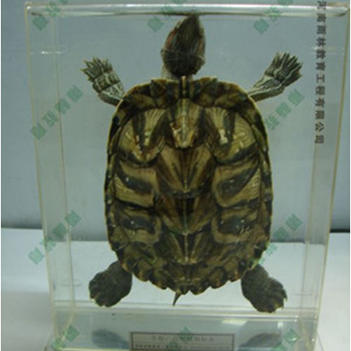 海南乌龟包埋标本