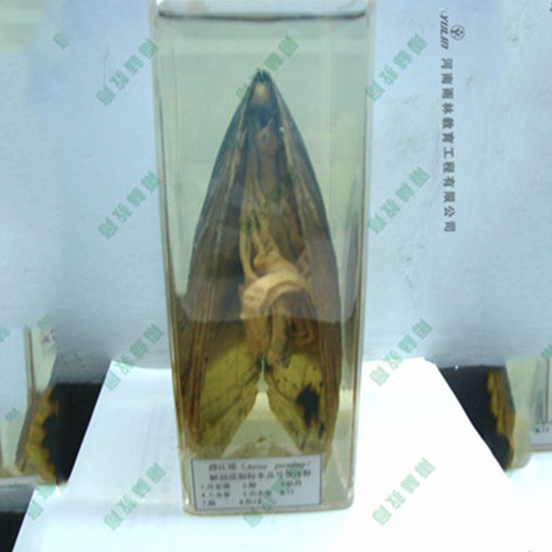 海南河蚌包埋标本