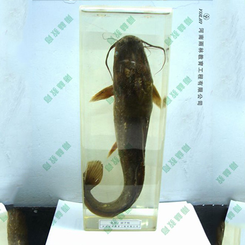 海南动物浸制标本