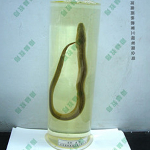 海南黄鲢浸制标本