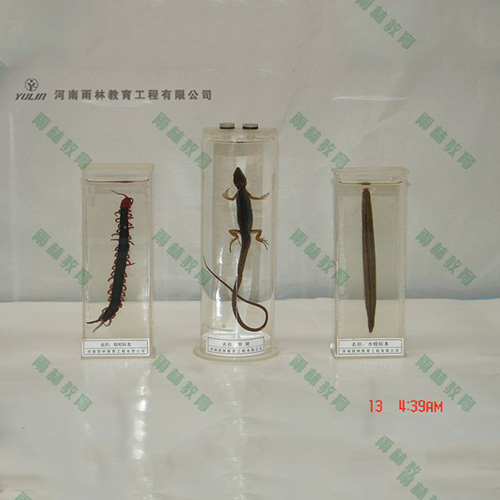 海南草蜥浸制标本