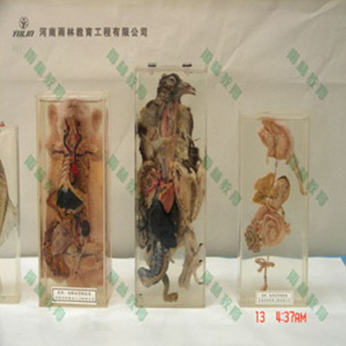 海南鸽解剖包埋标本