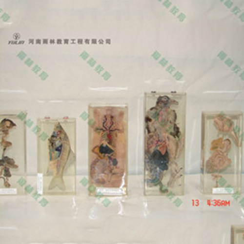 海南兔解剖包埋标本