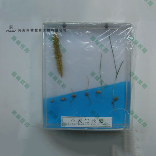 海南小麦浸制标本