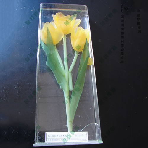 海南郁金香浸制标本