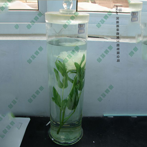 海南夹竹桃浸制标本