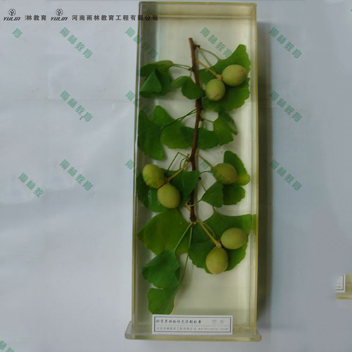 海南银杏浸制标本