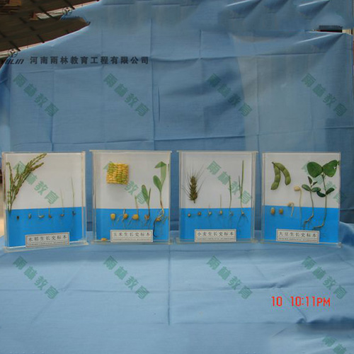海南植物生长标本