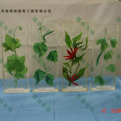 海南植物根的类型