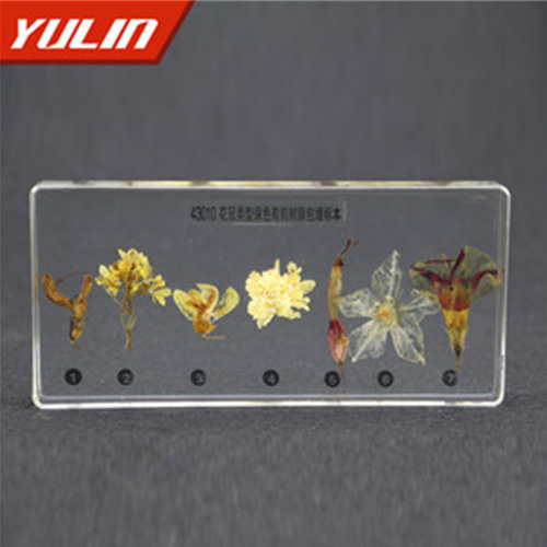 海南花冠类型包埋标本