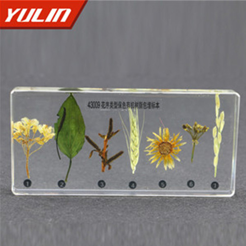 海南花序类型包埋标本