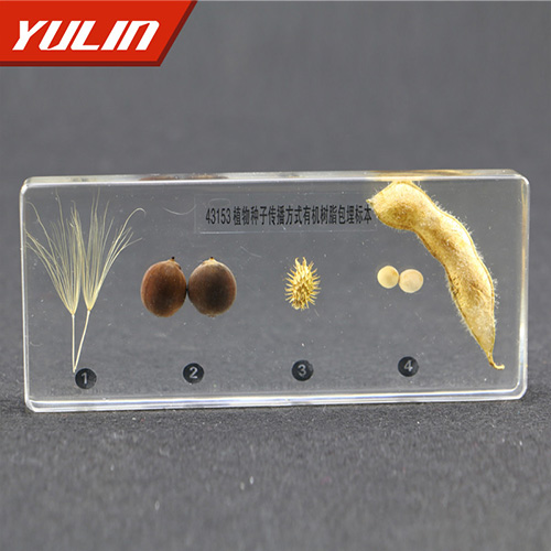 海南植物种子传播方式包埋标本