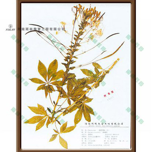 海南醉蝶花标本