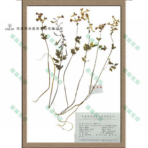 海南紫堇科腊叶标本